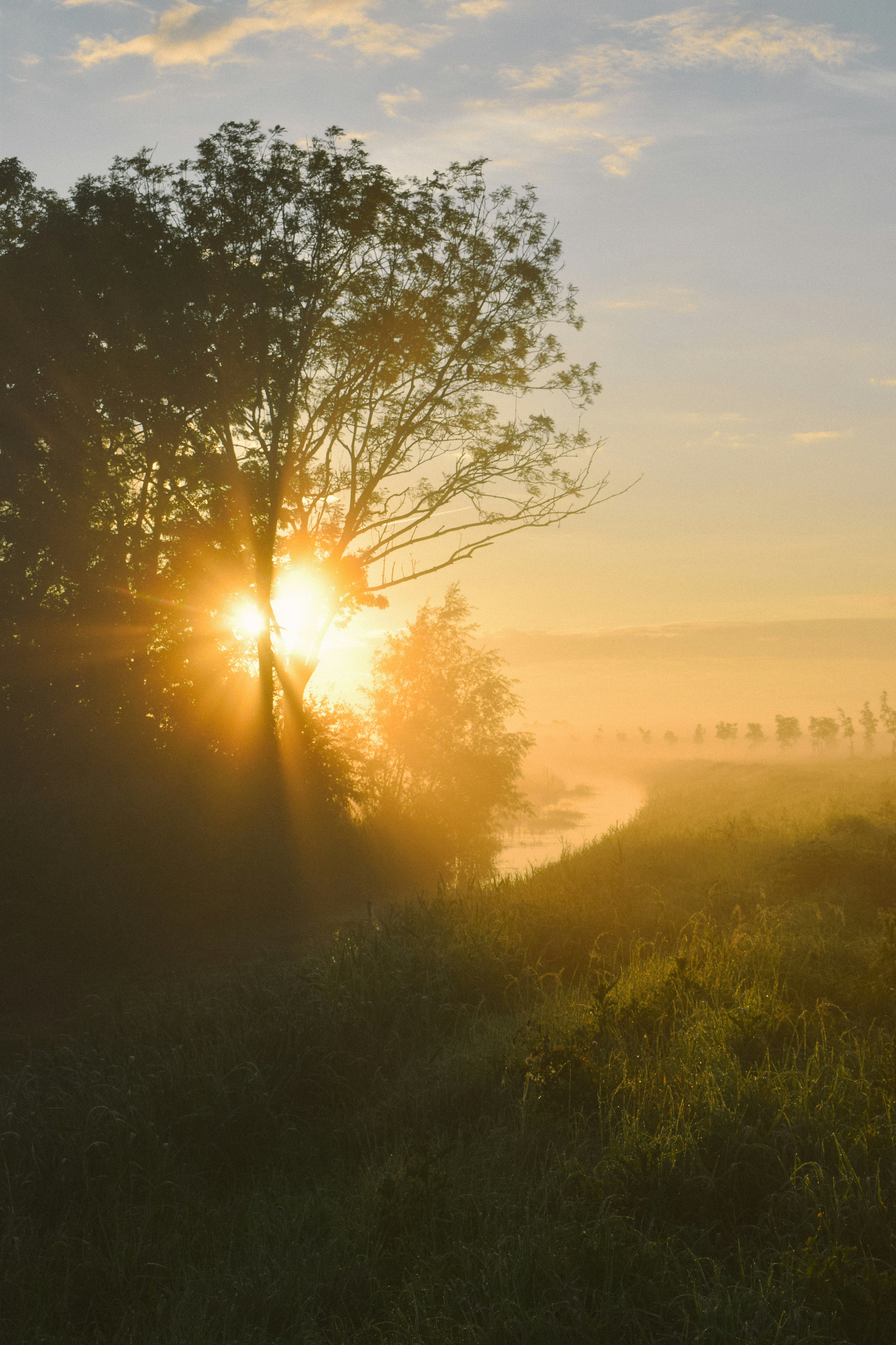 the sun is setting behind a tree on a foggy day