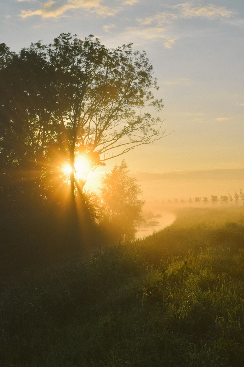 the sun is setting behind a tree on a foggy day