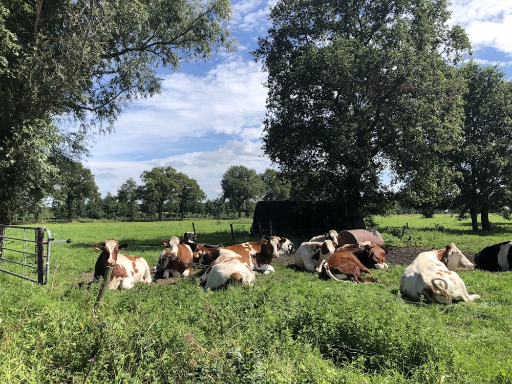 a herd of cattle laying on top of a lush green field