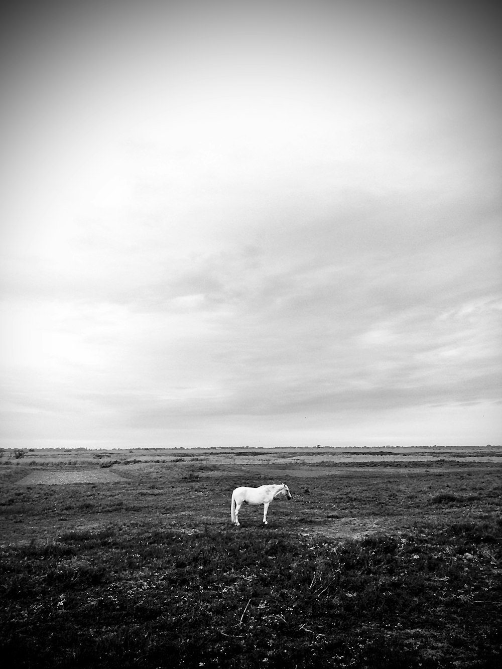 un cheval blanc debout au sommet d’un champ verdoyant