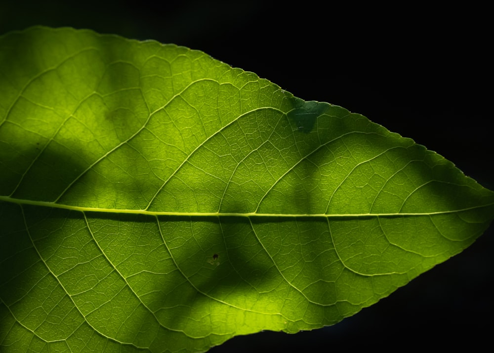 a close up of a green leaf on a black background