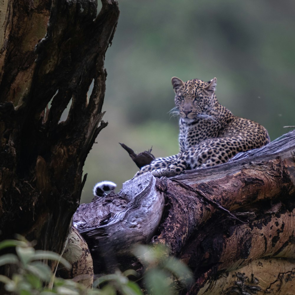 a leopard laying on top of a fallen tree