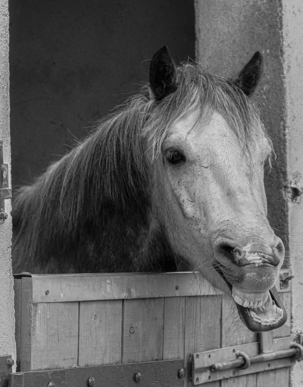 a horse sticking its head out of a stable