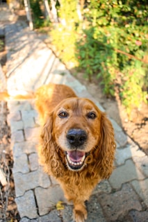 A cheerful brown dog with long, wavy fur and a big smile stands on a paved pathway in a garden setting, surrounded by lush greenery.