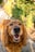 A happy, golden brown dog with long, wavy fur is standing on a stone path. Its mouth is open, revealing teeth, and its eyes are bright and expressive. In the background, there is a garden with green foliage and some colorful flowers.