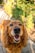 A happy, golden brown dog with long, wavy fur is standing on a stone path. Its mouth is open, revealing teeth, and its eyes are bright and expressive. In the background, there is a garden with green foliage and some colorful flowers.