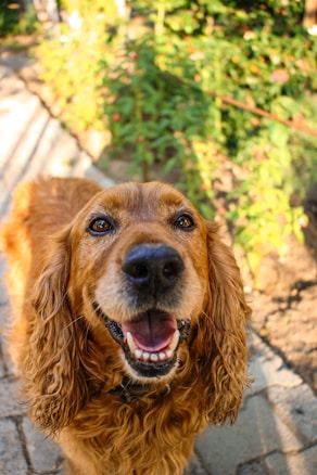 A happy, golden brown dog with long, wavy fur is standing on a stone path. Its mouth is open, revealing teeth, and its eyes are bright and expressive. In the background, there is a garden with green foliage and some colorful flowers.