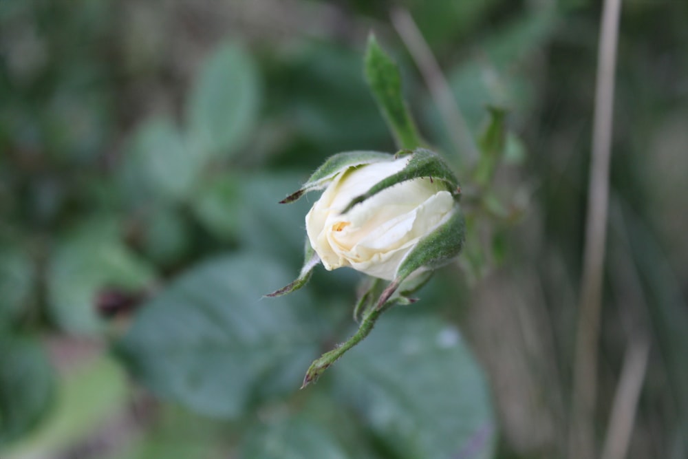 a white flower with green leaves in the background