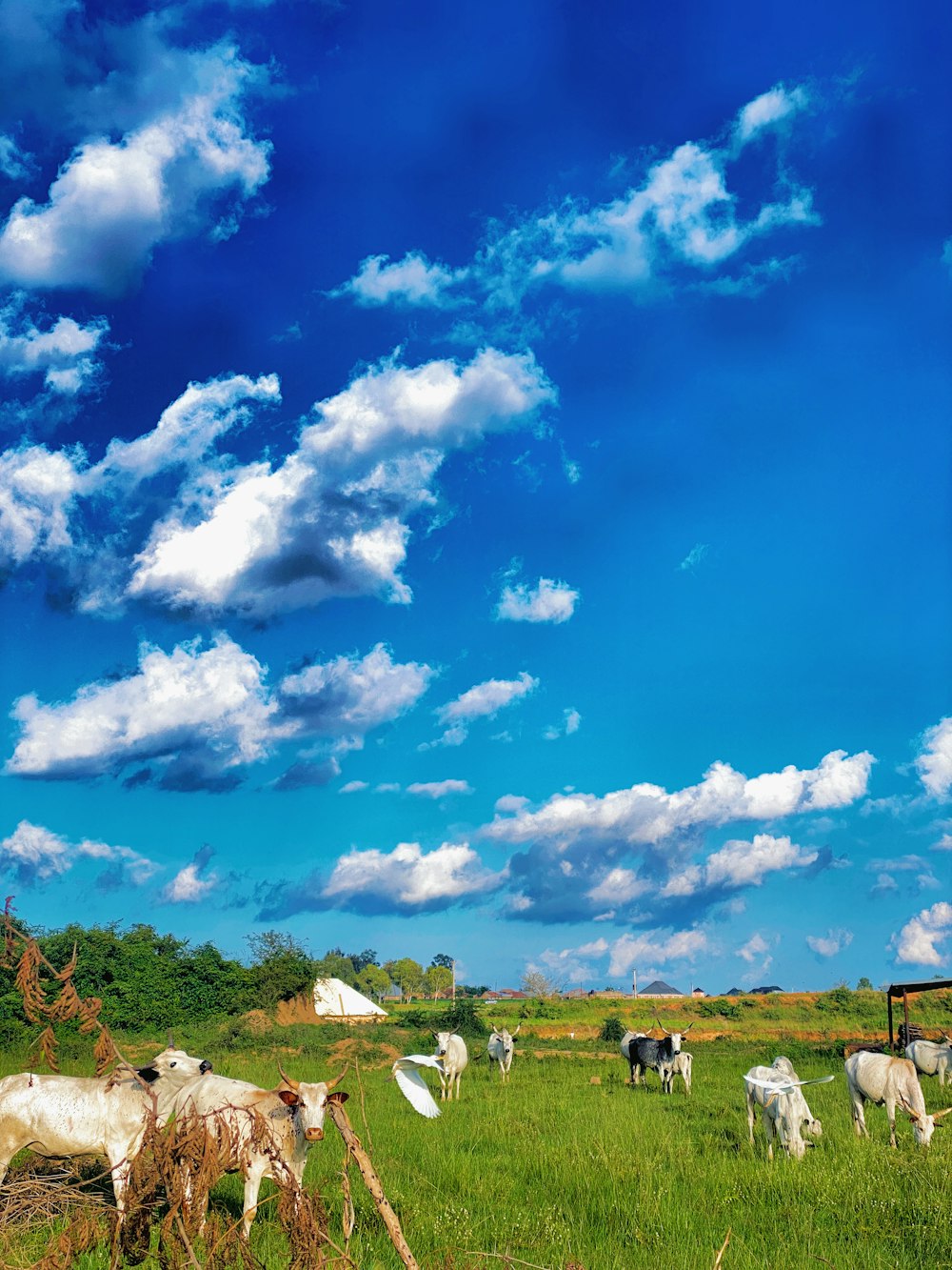 a herd of cattle grazing on a lush green field