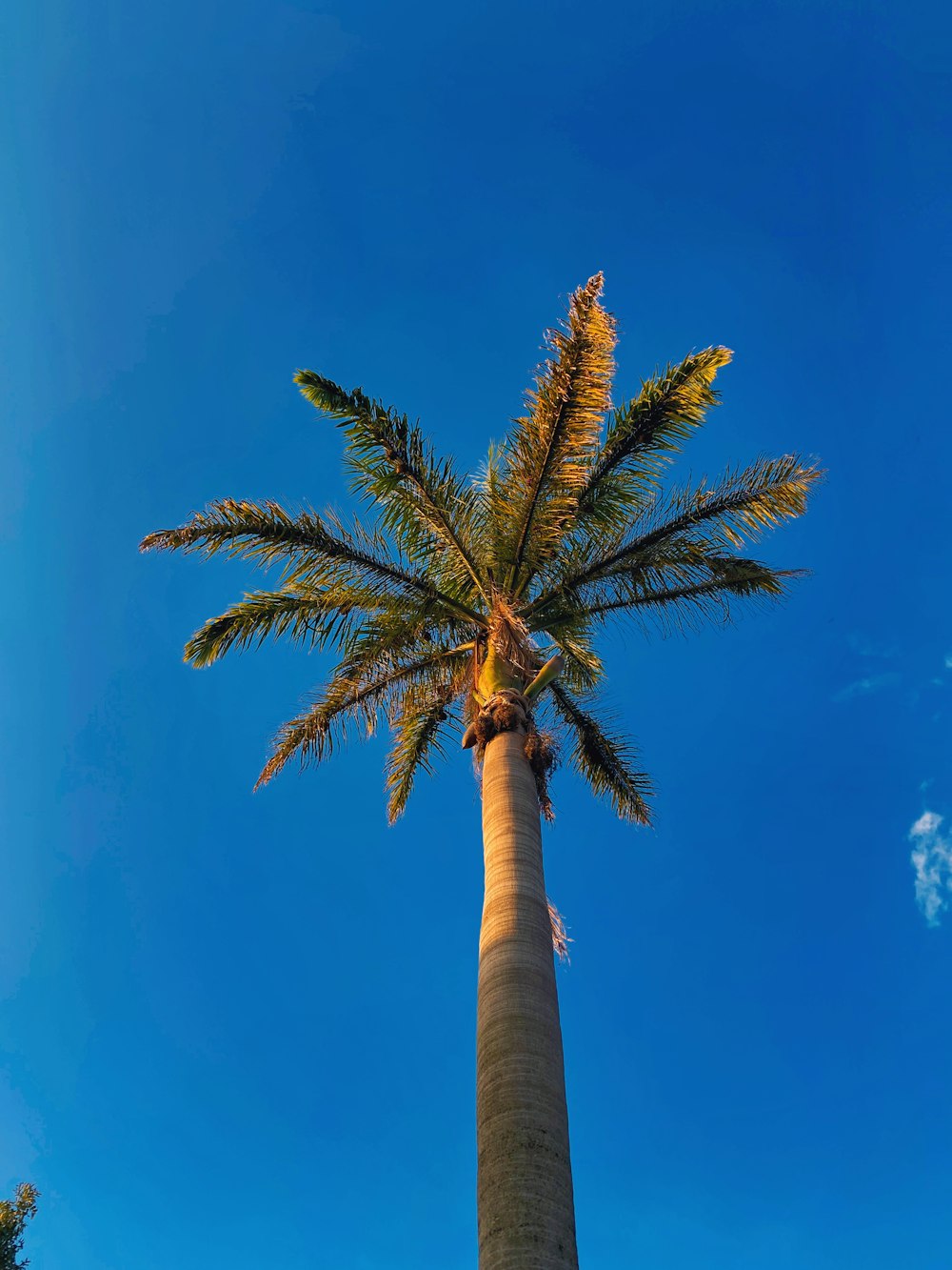 a palm tree with a blue sky in the background