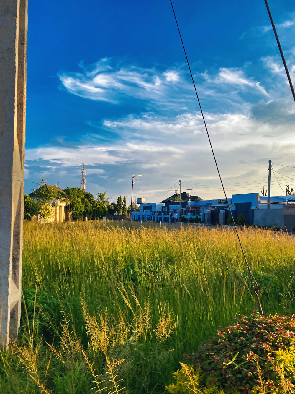 a field of tall grass with power lines in the background