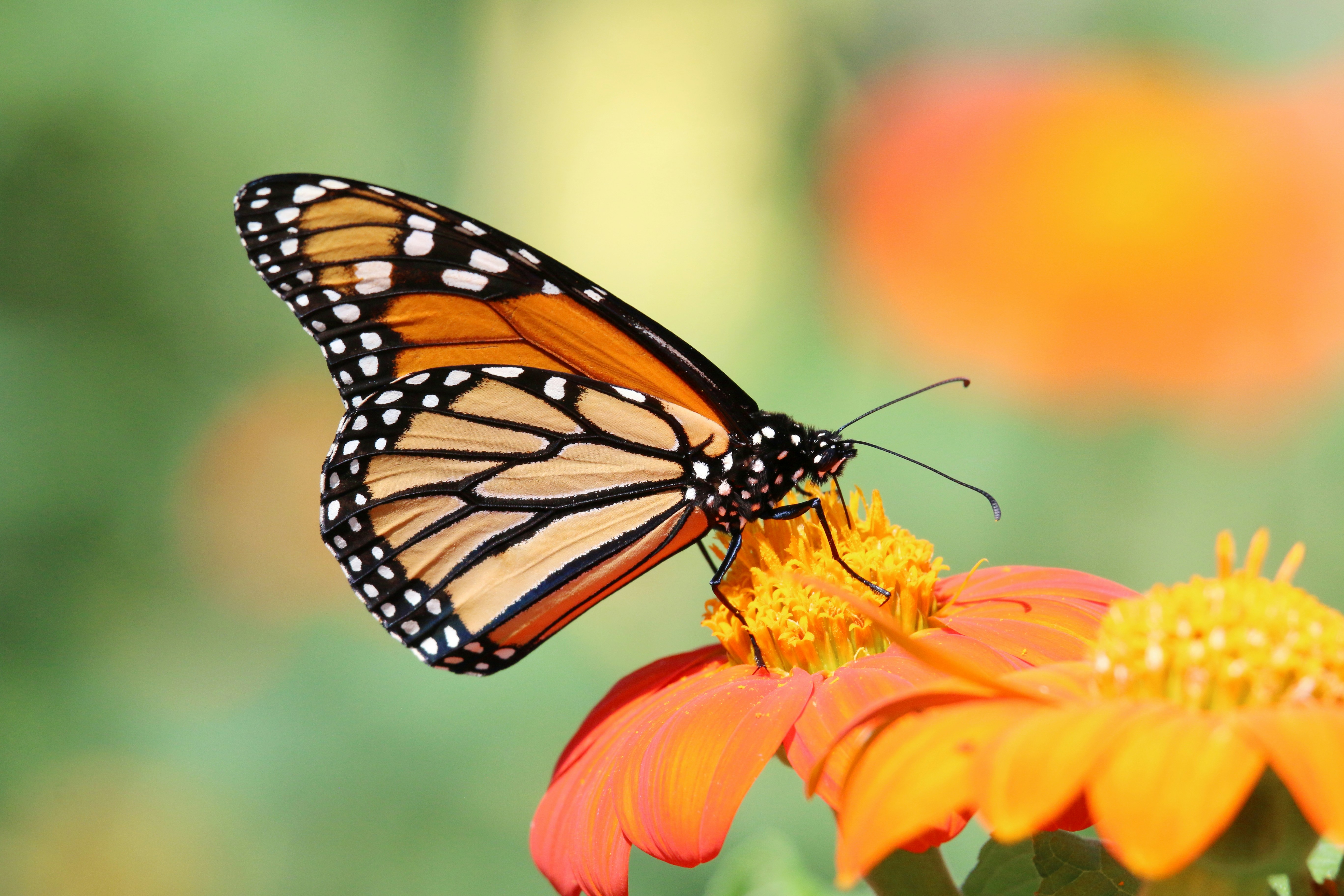 Photo by goldenplover31