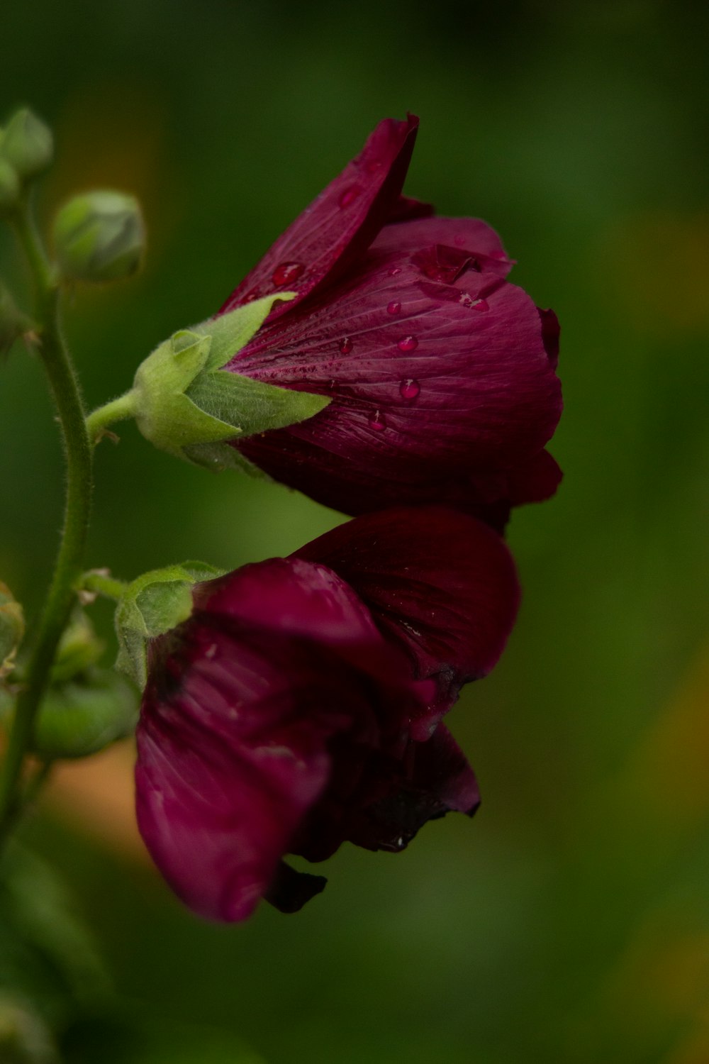 a close up of a flower with water droplets on it