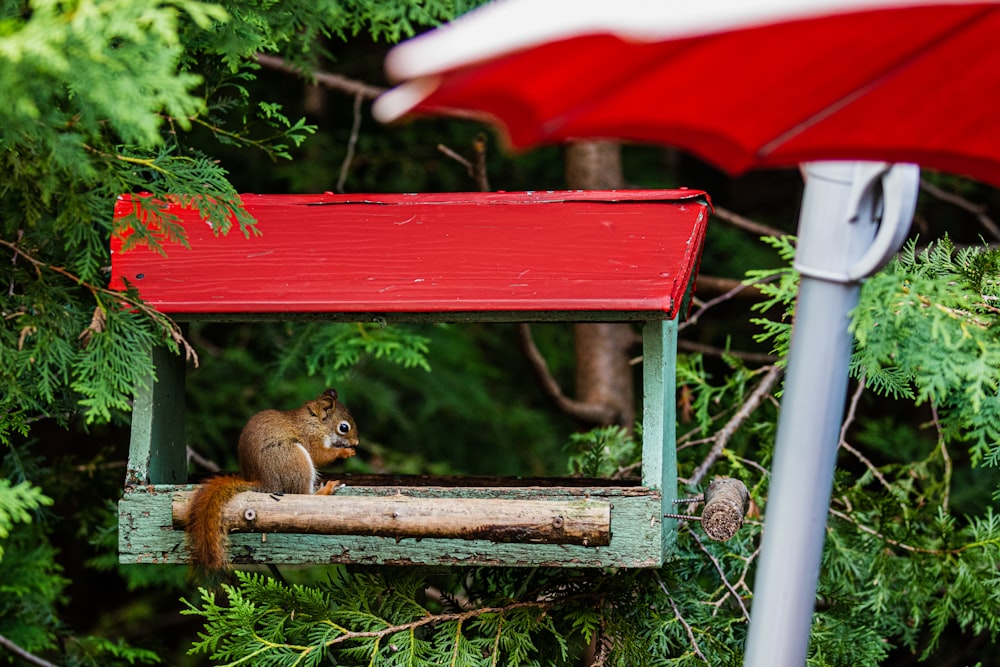 a squirrel is sitting on a bird feeder