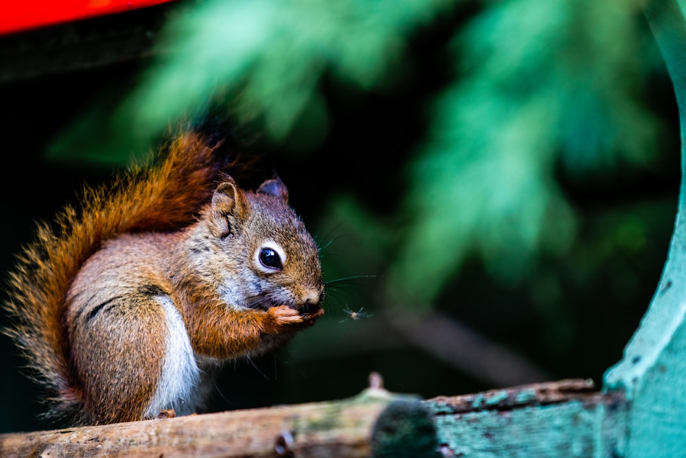 a squirrel is sitting on a tree branch