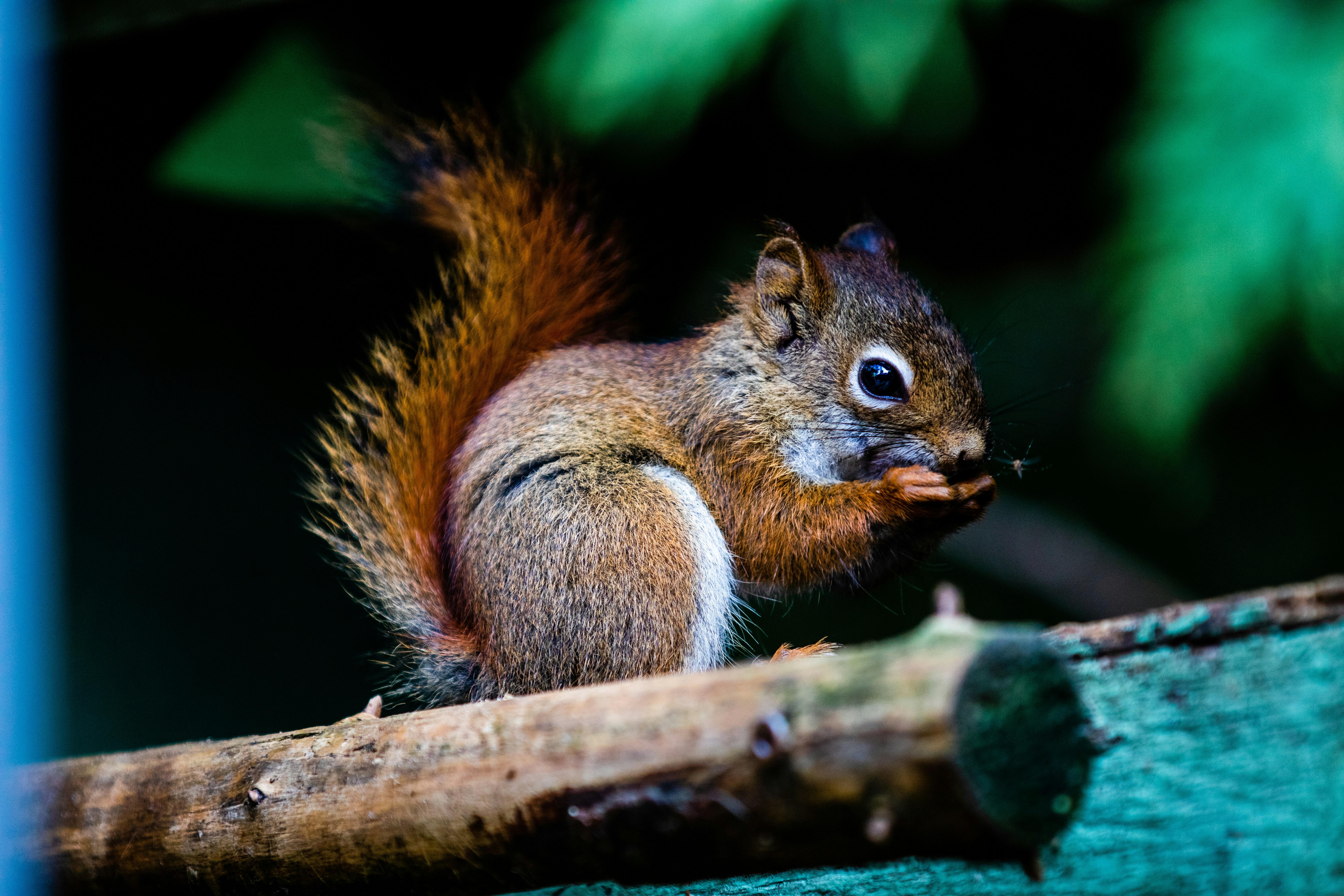 a squirrel eating a piece of food on a tree branch