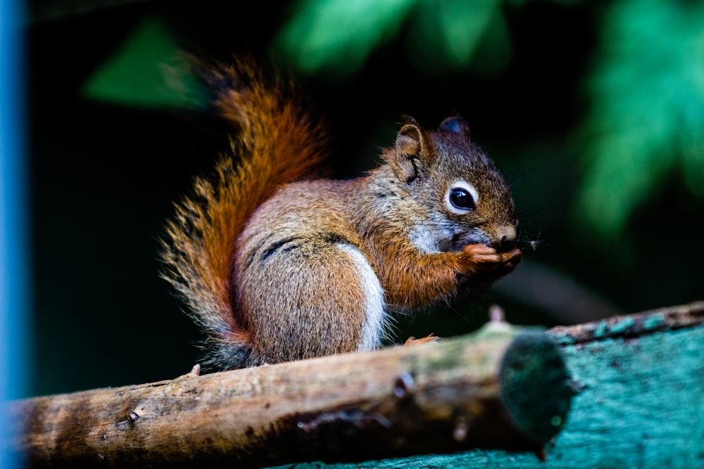 a squirrel eating a piece of food on a tree branch