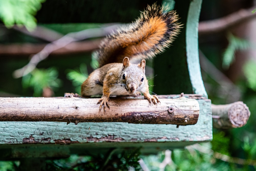 a squirrel is sitting on a piece of wood