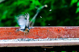 A bird launching upward from a perch, demonstrating explosive power and natural launch training.