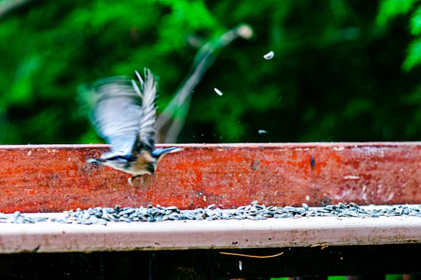 A bird launching upward from a perch, demonstrating explosive power and natural launch training.