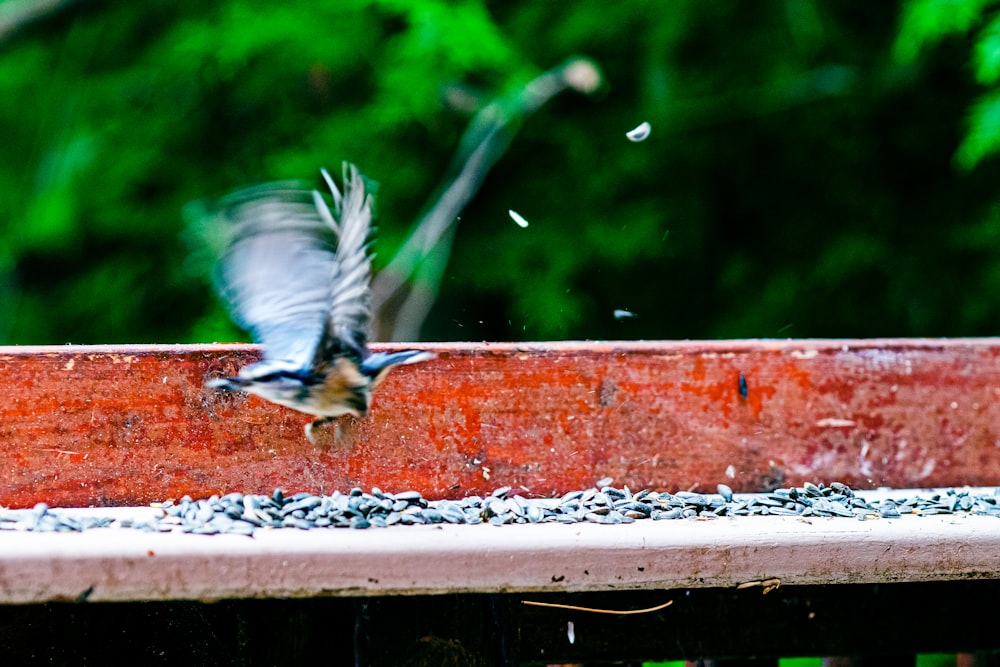 a bird is flying over a bird feeder