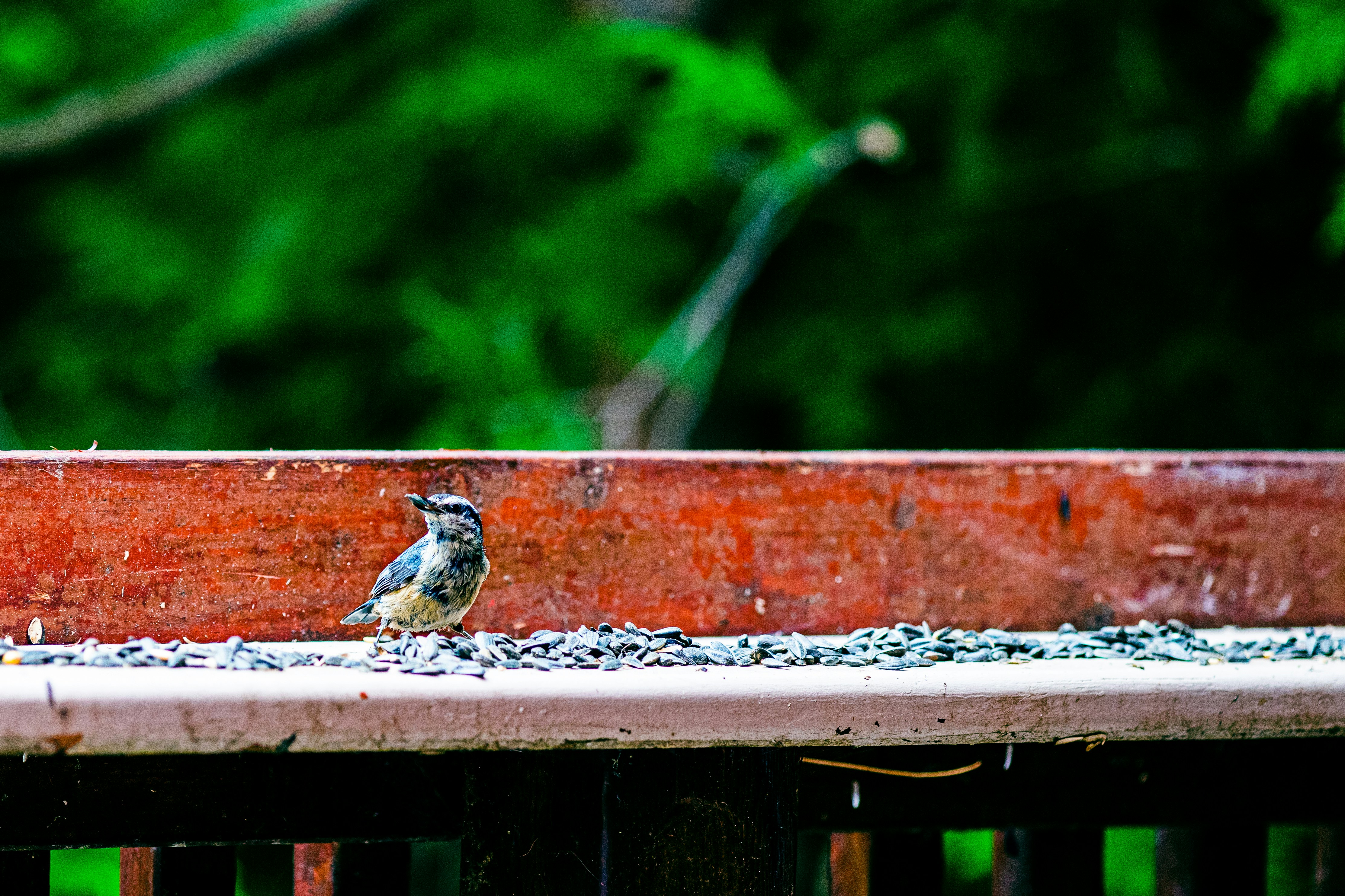 Photo by painchaud12