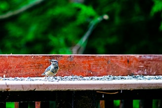 A small bird stands on a wooden ledge covered with scattered sunflower seeds. The background is blurred with greenery, suggesting a natural outdoor setting.