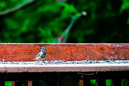 A small bird stands on a wooden ledge covered with scattered sunflower seeds. The background is blurred with greenery, suggesting a natural outdoor setting.