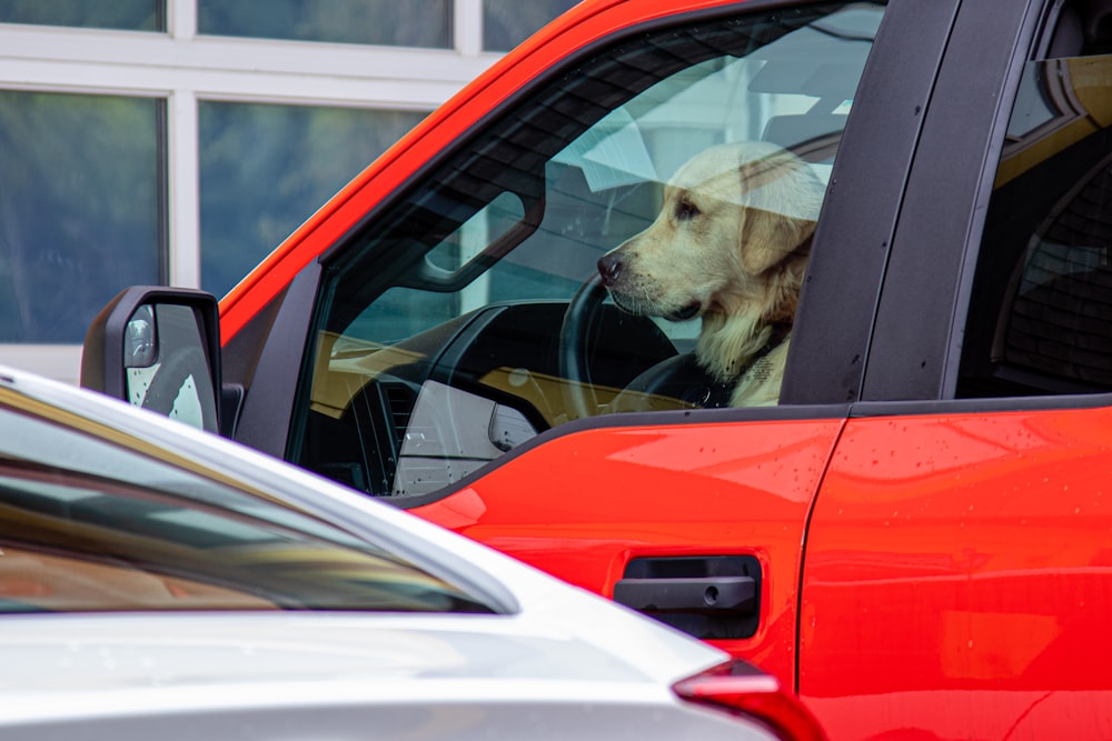 a dog sitting in the drivers seat of a car