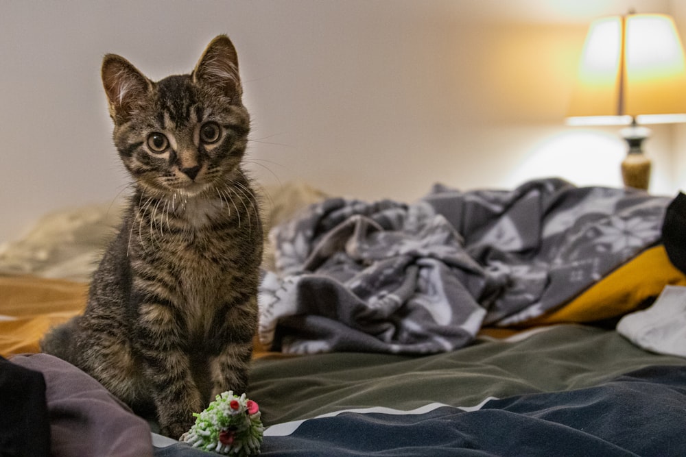 a cat sitting on top of a bed next to a lamp