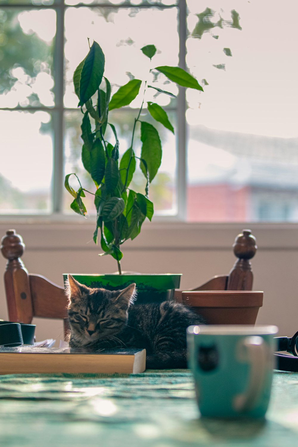 a cat laying on a table next to a potted plant
