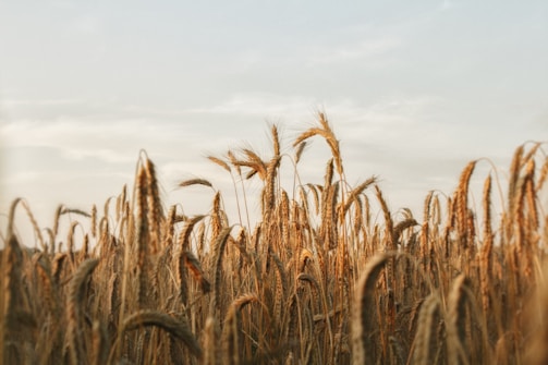 Golden stalks of red hard wheat swaying gently in a sunlit field at dusk.