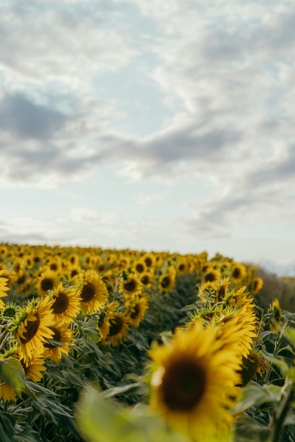 a large field of sunflowers under a cloudy sky