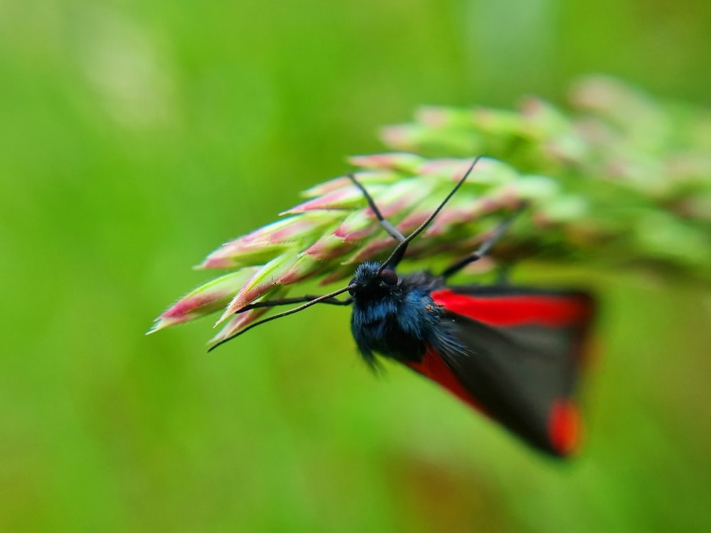 un papillon noir et rouge assis au sommet d’une plante verte