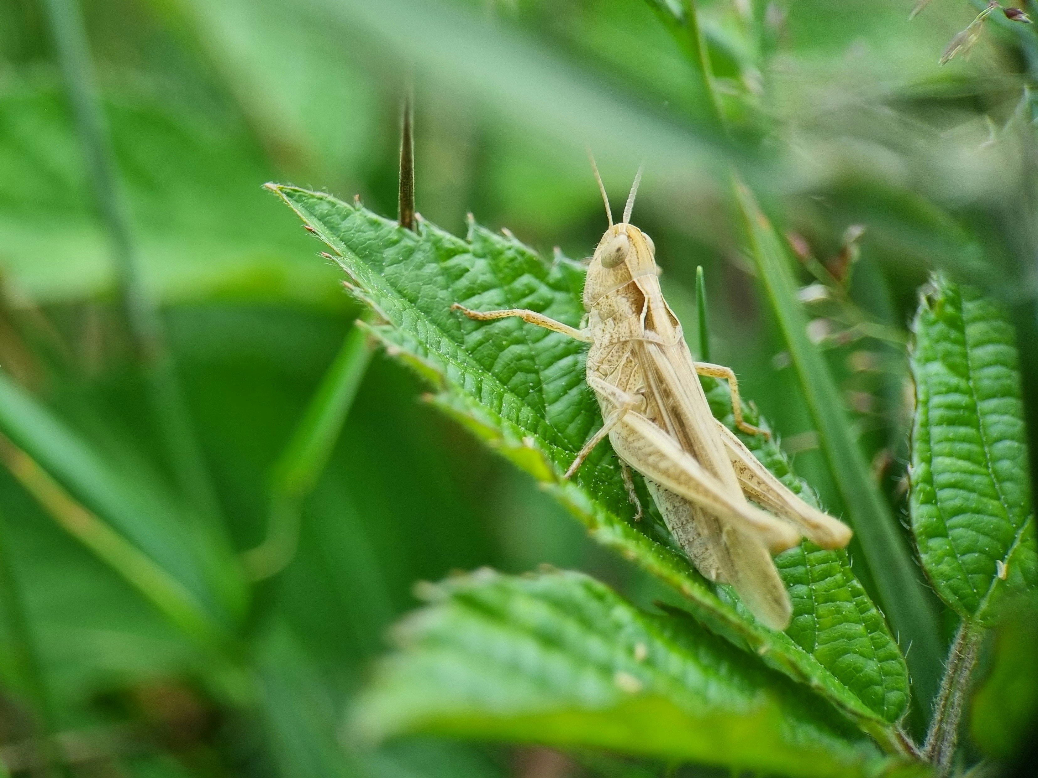 A bug sitting on top of a green leaf photo – Free Insect Image on Unsplash