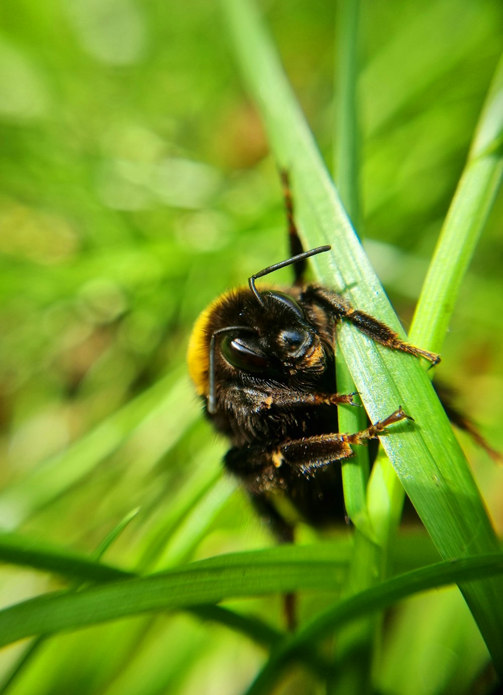 Un primer plano de una abeja en una planta