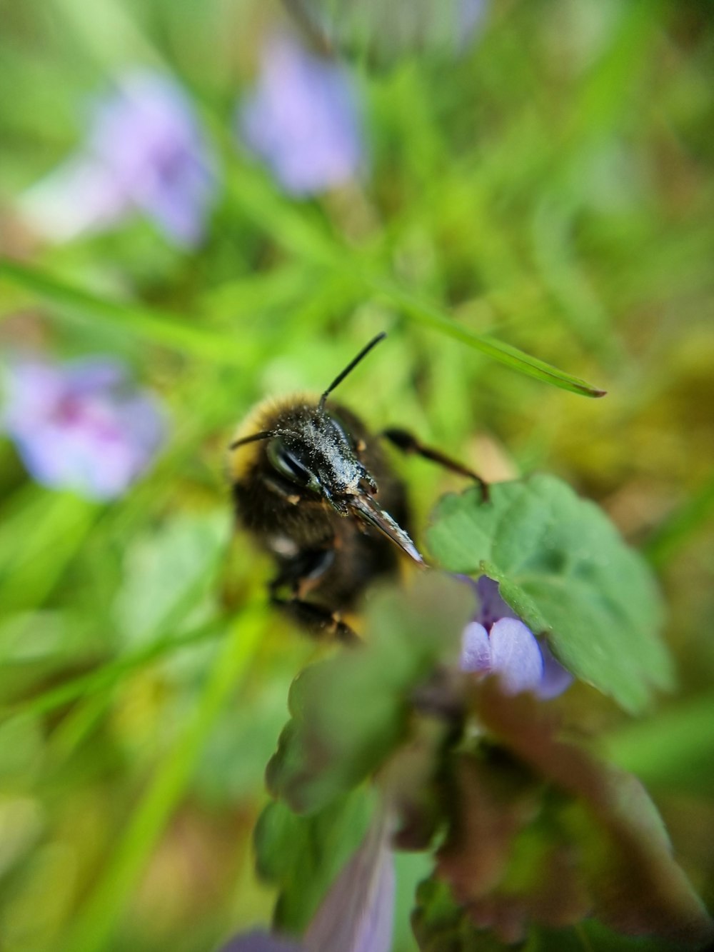 a bee sitting on top of a purple flower