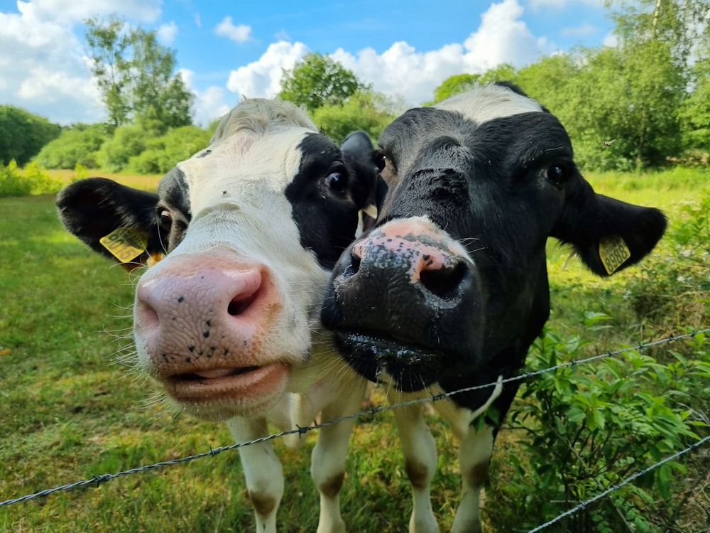 a couple of cows standing next to each other on a lush green field