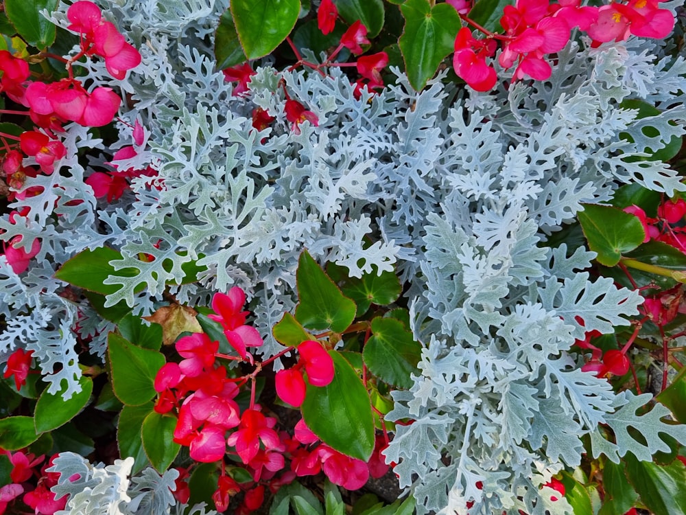 a bunch of flowers that are in the grass