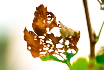 A close-up view of a leaf with significant decay, exhibiting multiple holes and a brown color. The leaf's edges are curled, and it is illuminated by bright backlighting, highlighting its textures against a blurred background.