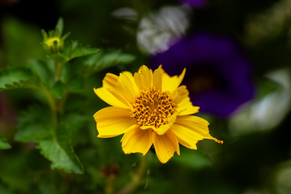 a yellow flower with a purple flower in the background