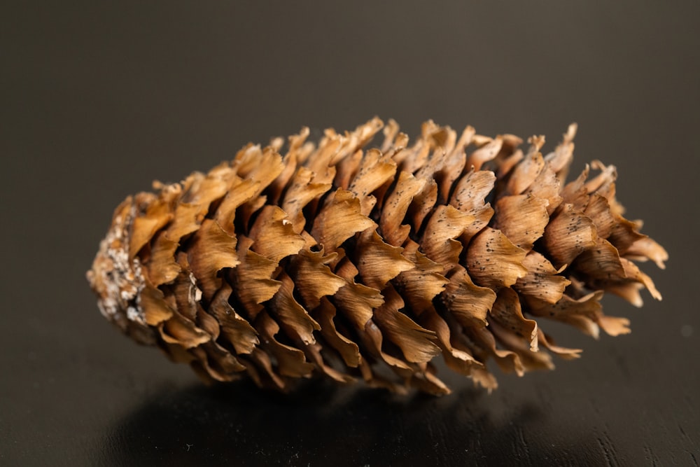 a close up of a pine cone on a table