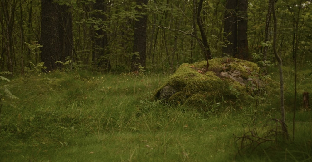 a mossy rock in the middle of a forest