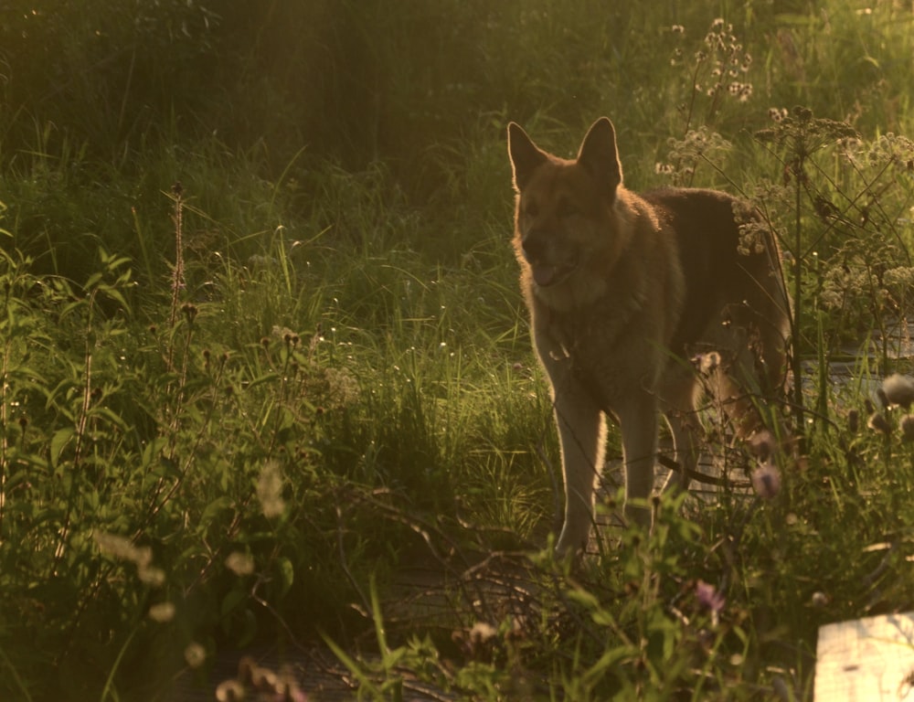 a dog standing in a field of tall grass