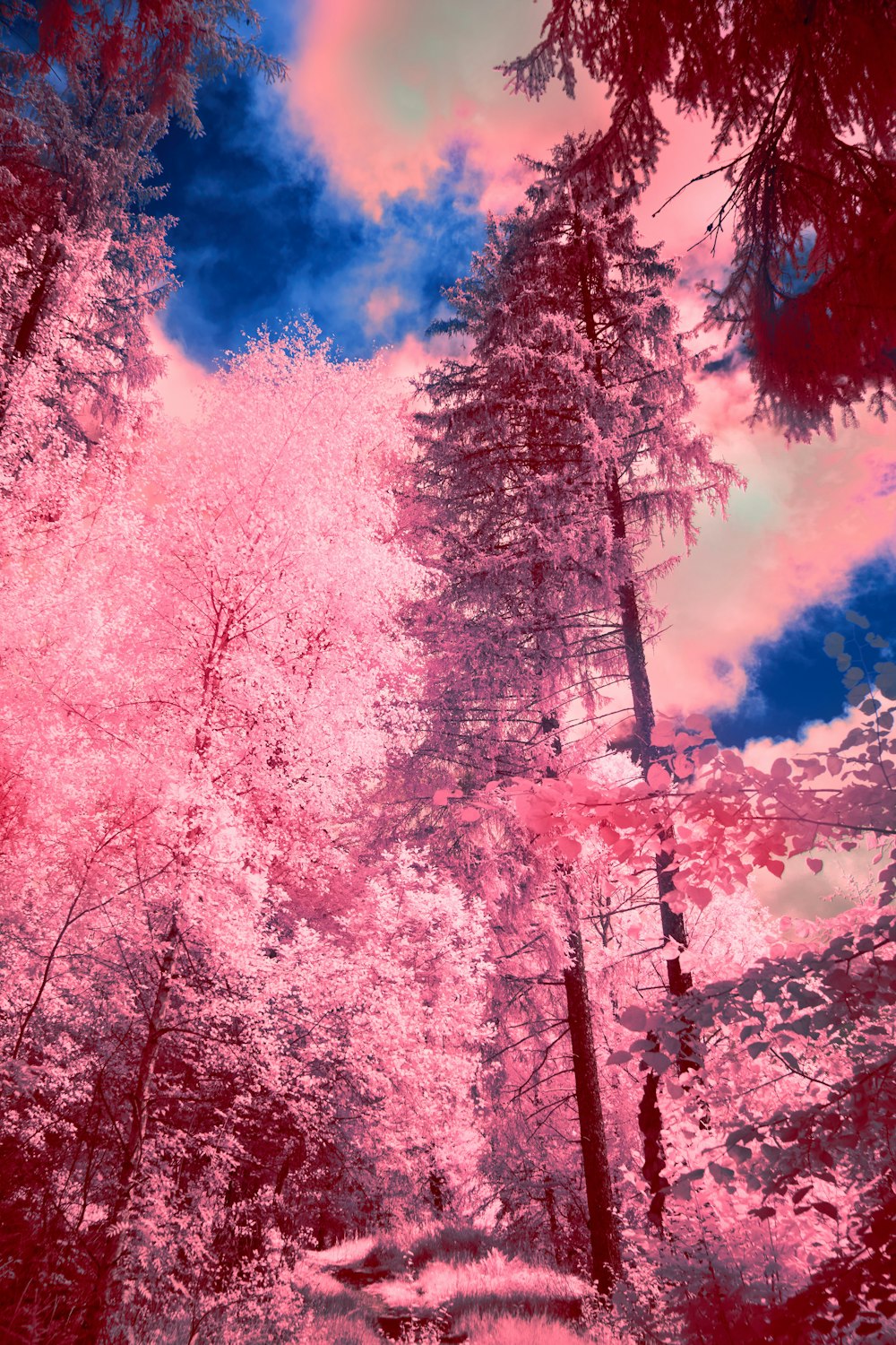 a picture of a forest with pink trees