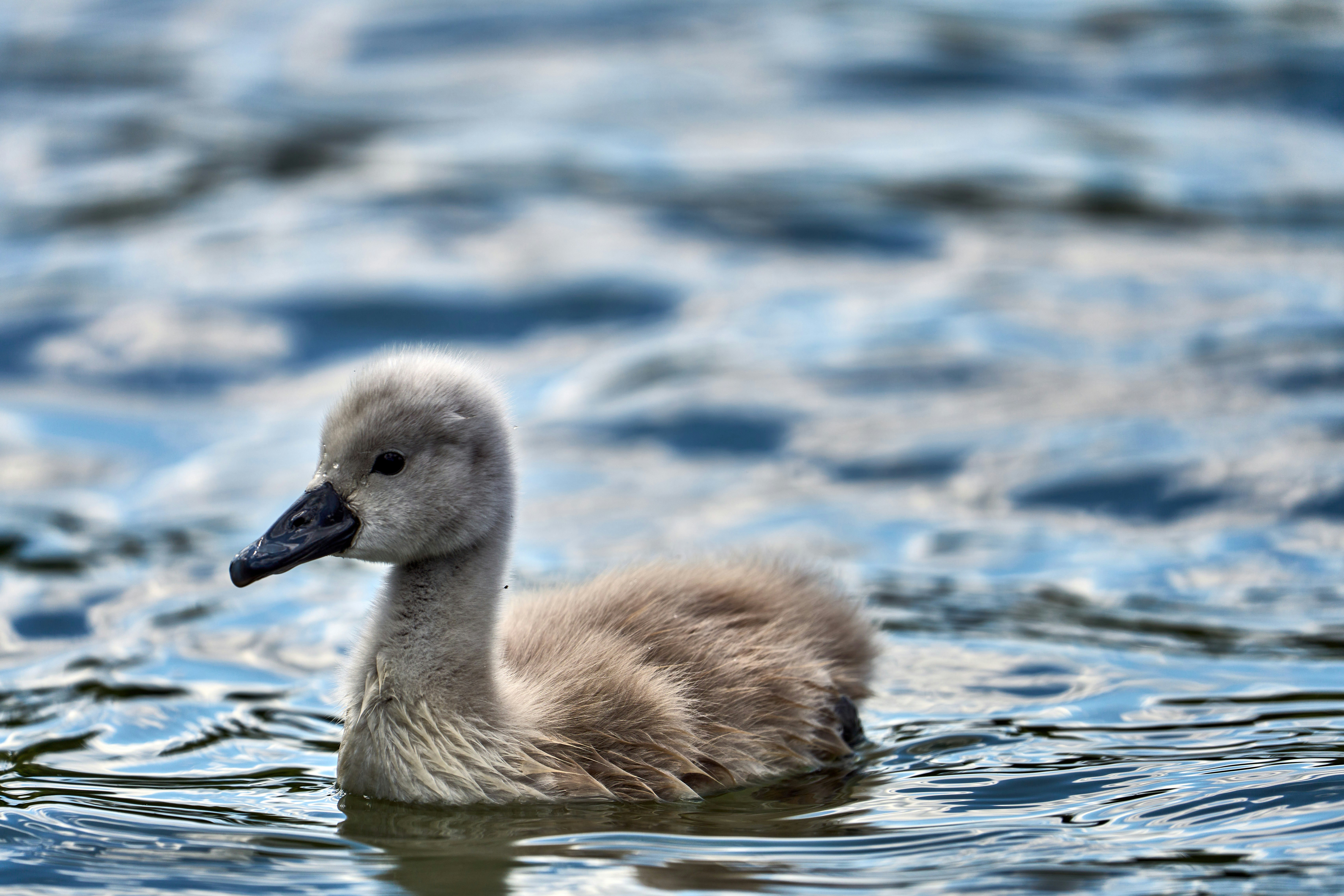 Photo by wolfgang_hasselmann