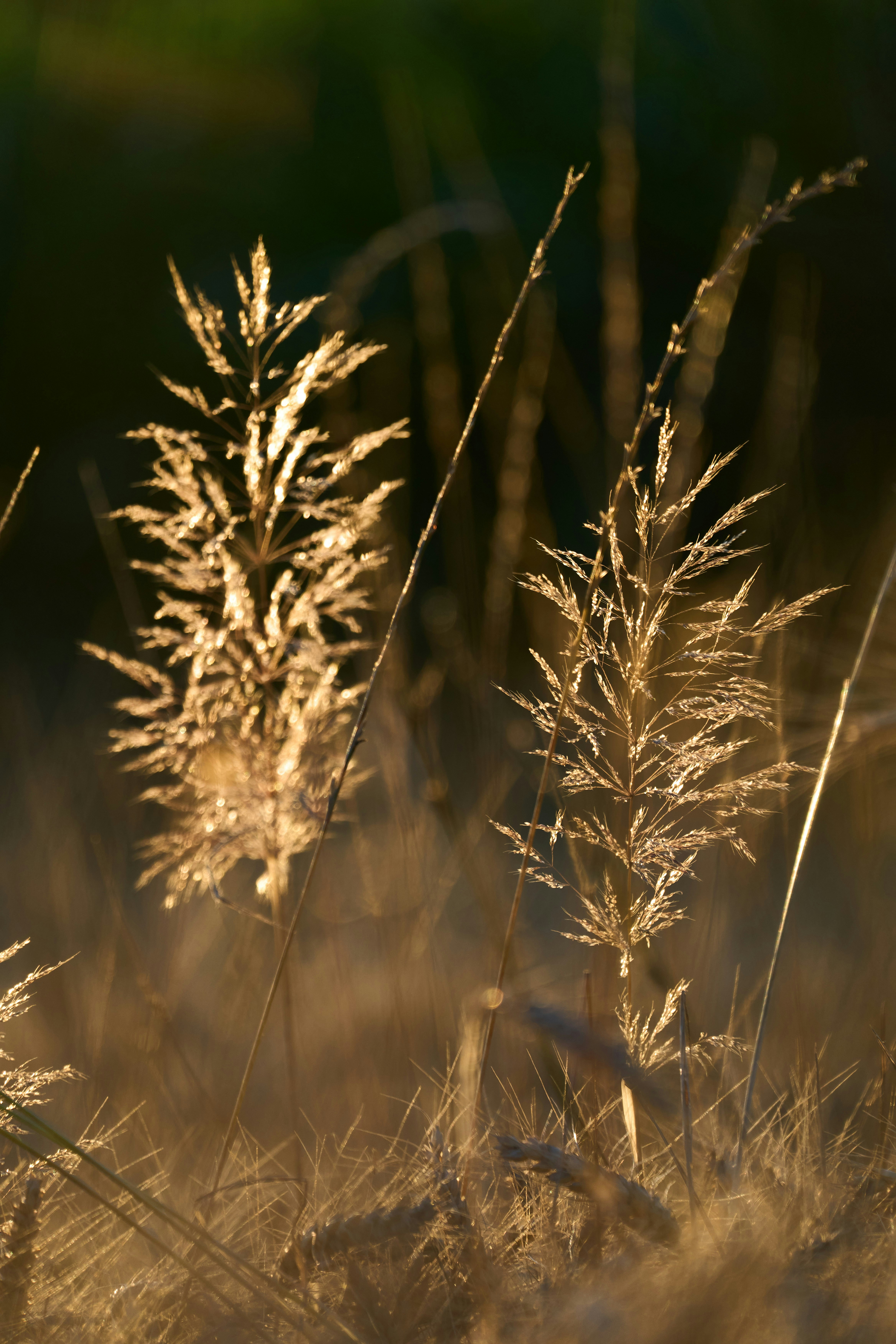 Photo by wolfgang_hasselmann