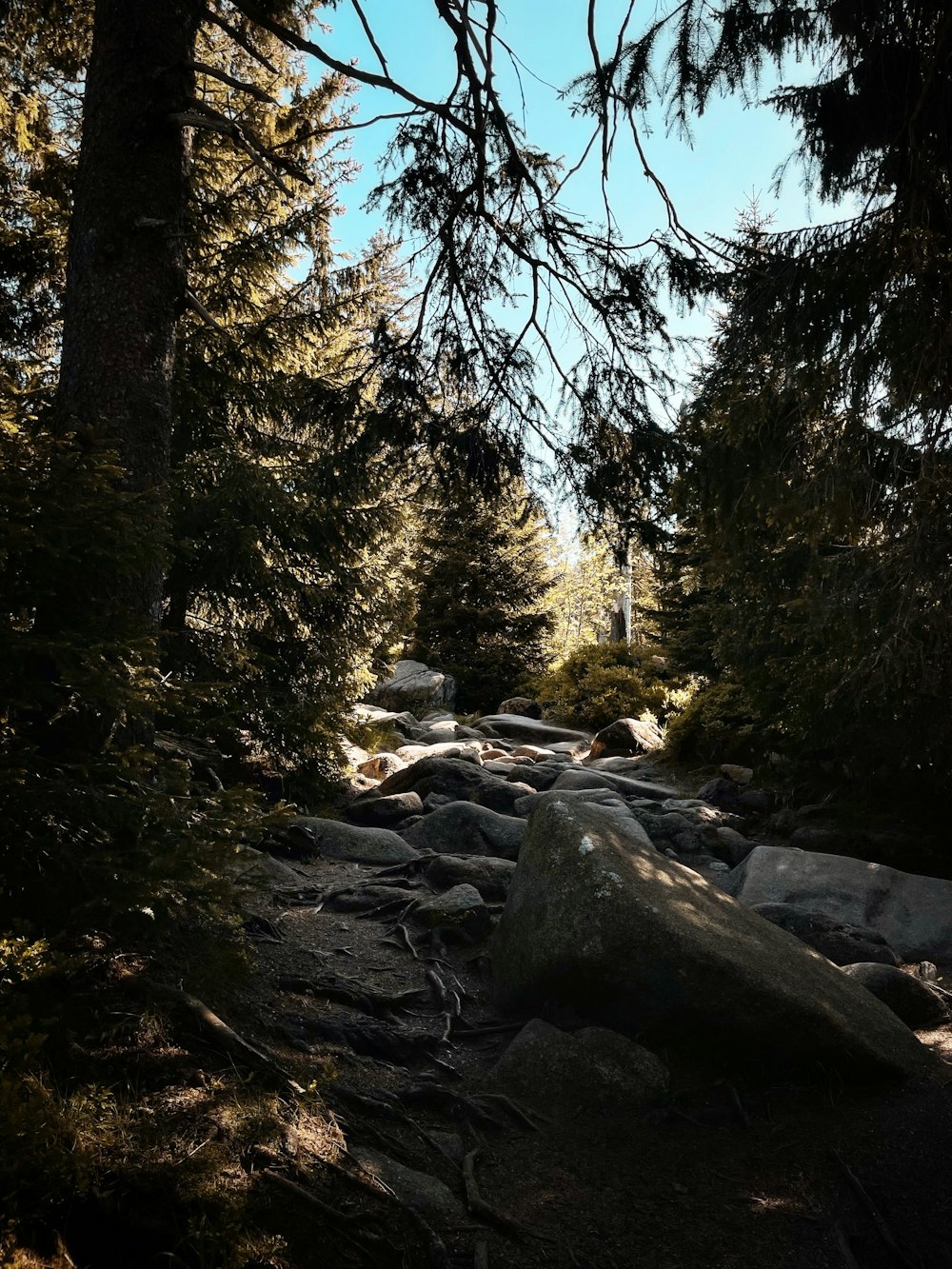 a rocky path in the woods with trees