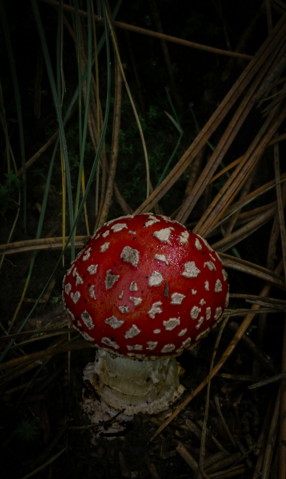 a close up of a mushroom on the ground