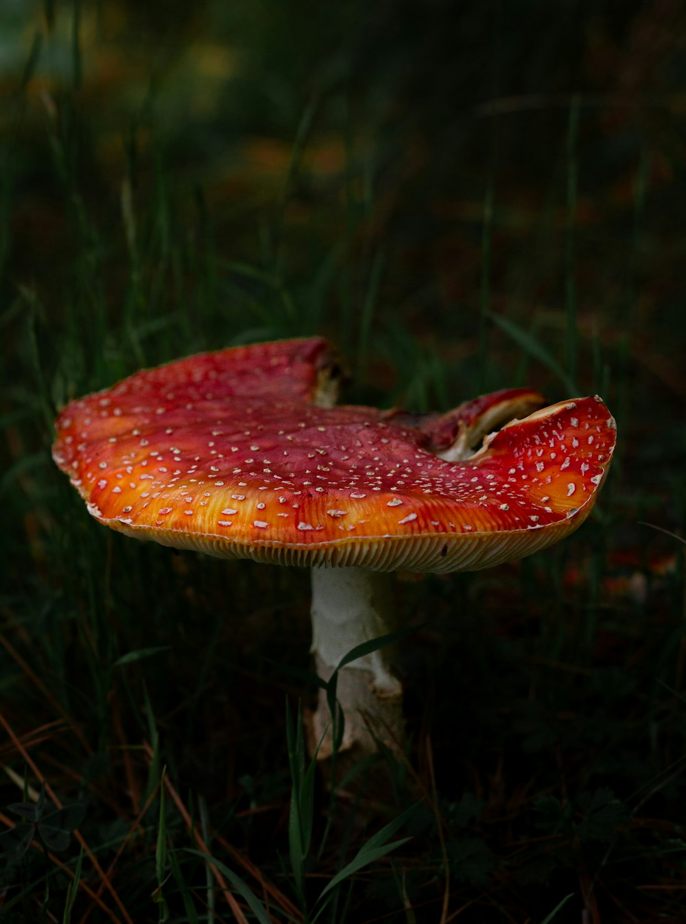 a red mushroom sitting on top of a lush green field